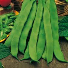 FAGIOLO SUPERMARCONI RAMPICANTE S.N. GR.200